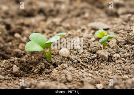 Die Blätter der Radieschen im Garten. Keimlinge von radieschen. Stockfoto