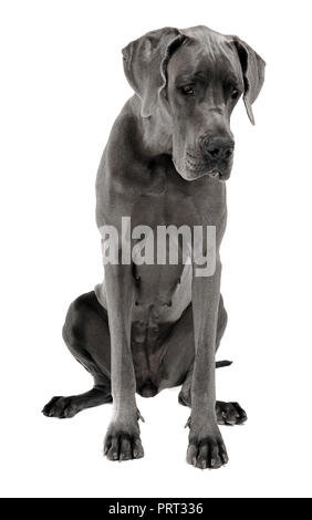 Dogge in Weiß Studio sitzen Stockfoto