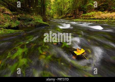 Gefallenen maple leaf im Stream. Kaltes Wasser läuft über dunkle Felsbrocken und Blasen erstellen auf Ebene milchiges Wasser. Bunte Blätter aus Ahorn oder Aspen tre Stockfoto