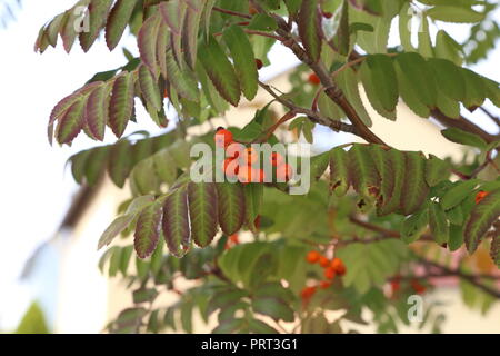 Reifen Mountain Ash auf Zweige Stockfoto
