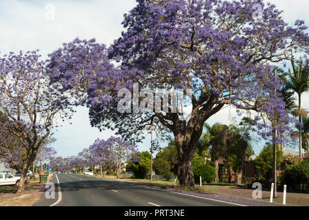 Schönen lila Jacarandas blühen im Frühling Sonnenschein entlang suburban Straßen von Grafton NSW Australien. Stockfoto