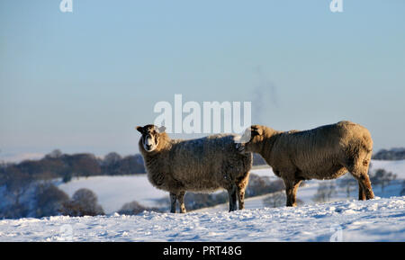 Rund um Großbritannien - Schafe im Winter auf einem schneebedeckten Feld Stockfoto