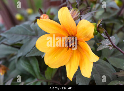 Dahlie 'Mystic Geist', eine einzelne Blüte Orange Dahlie Blume Nahaufnahme im Herbst in West Sussex, UK. Dahlien. Stockfoto