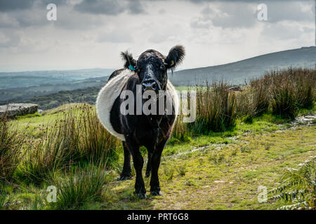 Eine scharf gemacht, Detaillierte, horizontale Porträt einer Belted Galloway Kuh suchen' in Kalb" auf der Grünen Heide von Schergen, Bodmin Moor, Cornwall. Stockfoto
