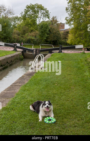 Hund mit Frisbee: Hillmorton, Oxford Canal Nord, offiziell den verkehrsreichsten Schlösser auf dem englischen Kanal System: Warwickshire, England (WOP) Stockfoto