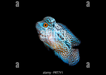 Cichliden im Aquarium kingkamfa Stockfoto