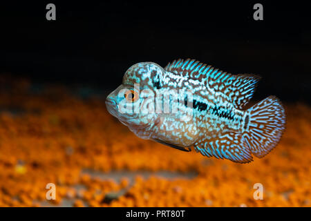 Cichliden im Aquarium kingkamfa Stockfoto