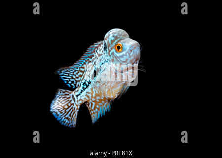 Cichliden im Aquarium kingkamfa Stockfoto