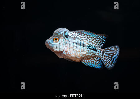 Cichliden im Aquarium kingkamfa Stockfoto