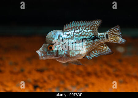 Cichliden im Aquarium kingkamfa Stockfoto