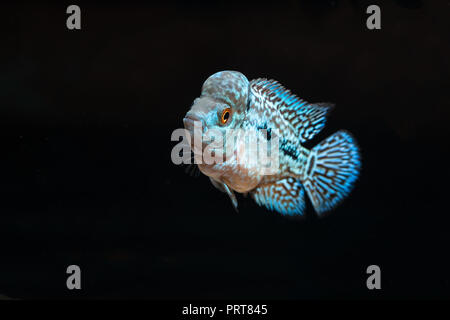 Cichliden im Aquarium kingkamfa Stockfoto