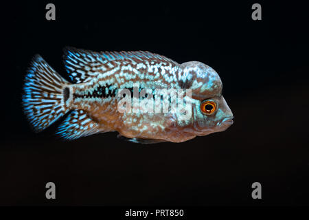 Cichliden im Aquarium kingkamfa Stockfoto