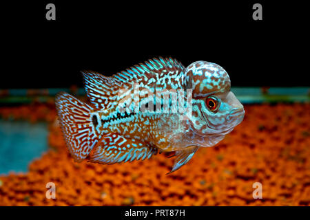 Cichliden im Aquarium kingkamfa Stockfoto