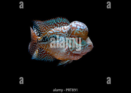 Cichliden im Aquarium kingkamfa Stockfoto