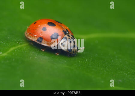 10-spot Ladybird (Adalia decempunctata) auf Eichenlaub. Tipperary, Irland Stockfoto