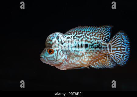 Cichliden im Aquarium kingkamfa Stockfoto