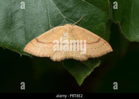 Ton Triple-linien Motte (Cyclophora linearia) ruht auf Pflanze Blatt. Tipperary, Irland Stockfoto