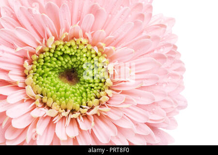 Rosa Gerbera daisy flower, auf weißem Hintergrund Stockfoto
