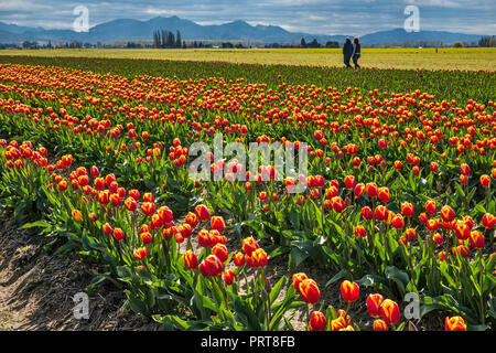 Tulpenfeld bei Skagit Valley Tulpenfest, Mount Vernon, Washington State, USA Stockfoto