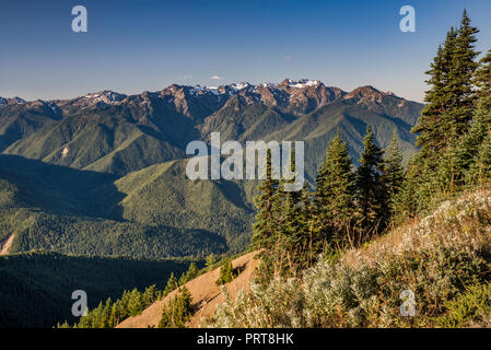 Mount Carrie (Mitte), den Olymp (links), Mitte September von Hurricane Ridge, Olympic National Park, Washington State, USA Stockfoto