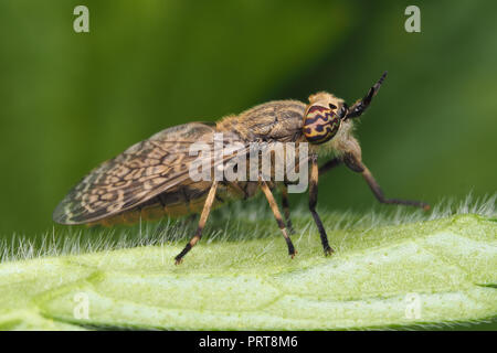 Kerbe - gehörnte Cleg pferdebremse Weiblich (Haematopota pluvialis) auf Buttercup schleichende thront. Tipperary, Irland Stockfoto