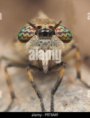 Kerbe - gehörnte Cleg pferdebremse Weiblich (Haematopota pluvialis). Tipperary, Irland Stockfoto