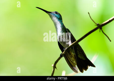 Weißer Smaragd-Kolibri mit Chested, Amazilia brevirostris auf einem Zweig mit gelbem Hintergrund Stockfoto