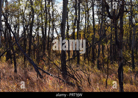 Forstweg außerhalb von Calgary, Alberta, Kanada Stockfoto