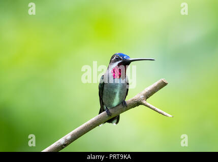 Der langschnabelige Sternkehlchen-Kolibri Heliomaster longirostris, der auf einem Ast mit gelbem Hintergrund steht. Stockfoto