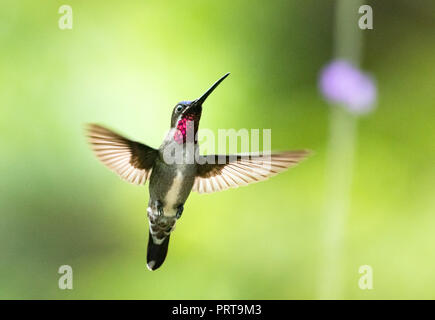 Lange Rechnung Starthroat Stockfoto
