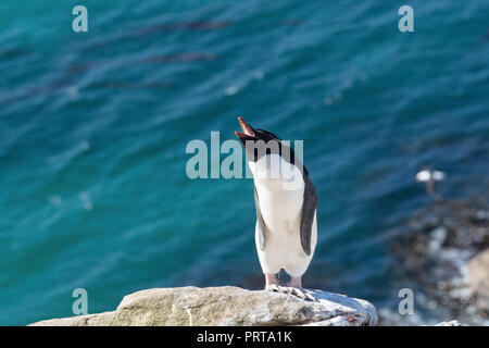 Nach Süden Rockhopper Penguin Eudyptes chrysocome, ruft sie in der Kolonie auf Saunders Island, Falkland Inseln Stockfoto
