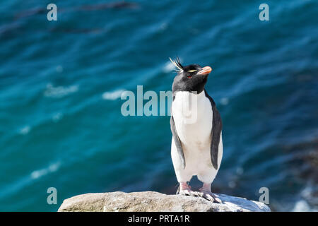 Südliche Rockhopper Penguin (Eudyptes chrysocome), mit blauem Meer hinter, in der Brutkolonie auf Saunders Island, Falkland Inseln Stockfoto