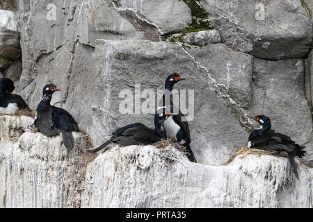 Nach rock Krähenscharben, Phalacrocorax magellanicus, über die Zucht Felsvorsprung in der Nähe von Gipsy Cove, East Island, Falkland Inseln Stockfoto