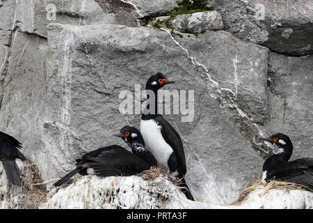 Nach rock shag Paar (Phalacrocorax Magellanicus), über die Zucht Felsvorsprung in der Nähe von Gipsy Cove, East Island, Falkland Inseln Stockfoto