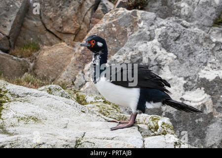 Die krähenscharbe (Phalacrocorax Magellanicus), über die Zucht Felsvorsprung in der Nähe von Gypsey Cove, East Island, Falkland Inseln Stockfoto