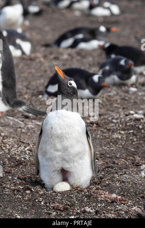 Nach Gentoo Pinguin, Pygoscelis papua, mit 2 Eiern auf den Schlachtkörper Island, Falkland Inseln Stockfoto