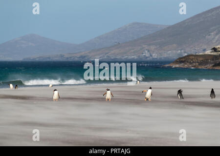 Nach Gentoo Penguins, Pygoscelis papua, am Sandstrand von Saunders Island, Falkland Inseln Stockfoto