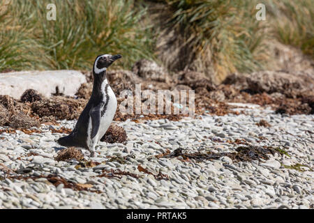 Nach Magellanic Penguin, Spheniscus magellanicus, am Strand von Gypsey Cove, East Island, Falkland Inseln Stockfoto
