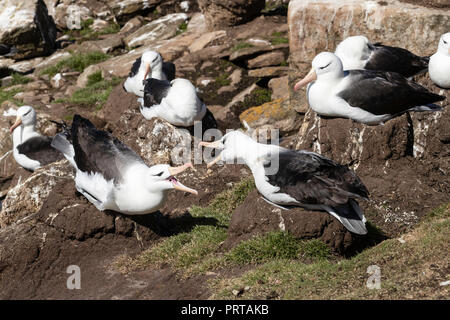 Schwarz der tiefsten Albatross, Thalassarche melanophris, Kolonie auf Saunders Island, Falkland Inseln Stockfoto