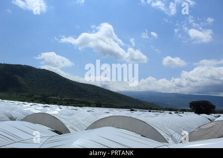 HIERBAS MOVIÉNDOSE CON EL PASO DEL VIENTO DE FONDO ARBOLES NUBES Y UN CIELO AZUL. TLAJOMULCO MEXIKO Stockfoto