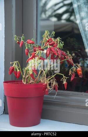 Rot Pot mit rotem Pfeffer Anlage Stockfoto