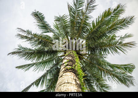 Schöne große Palme von unten gesehen in Thailand auf Koh Chang Stockfoto