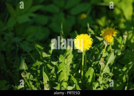 Löwenzahn auf der Wiese. Helle Blumen Löwenzahn auf dem Hintergrund von grünen Wiesen Stockfoto