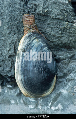 Sand gapers, auch als Soft-shell Muscheln, mit erweiterter Siphon in natürlichen posiiton in den Sand vergraben, (Myridae Familie), Wattenmeer, Deutschland Stockfoto