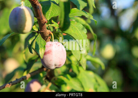 Früchte der Reife und Unreife Pflaume auf Baum im sonnigen Tag Stockfoto