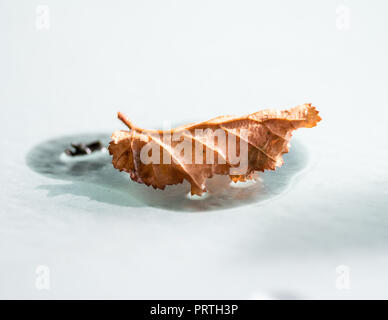 Blatt auf Glas Garten Tisch in Frost Stockfoto