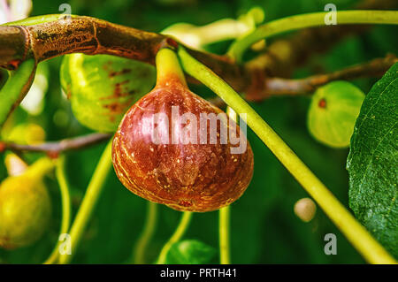 Zweig der Feigenbaum mit bunten Früchten in verschiedenen Phasen der Reifung Stockfoto