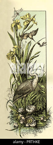 Schöne vintage typografischen Kapitel Dekoration, Titel - Seite Grenze Vignette mit Heron, Frühlingsblumen, Teich, Wasserpflanzen und eine Libelle in Pastellfarben Stockfoto