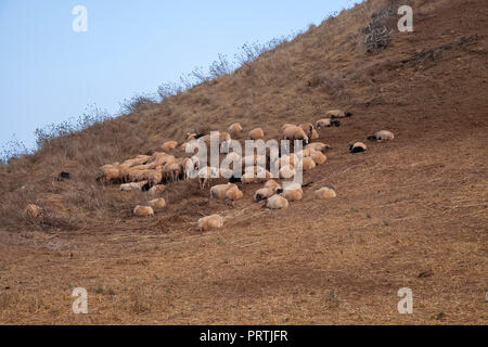 Gran Canaria, September, Pflanzen werden Gelb und trocken, Herde von Schafen auf Hang Stockfoto