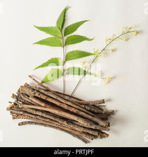 Neem Holzstäbchen mit Neem Neem Blätter und Blumen. Weiß isoliert Hintergrund Stockfoto